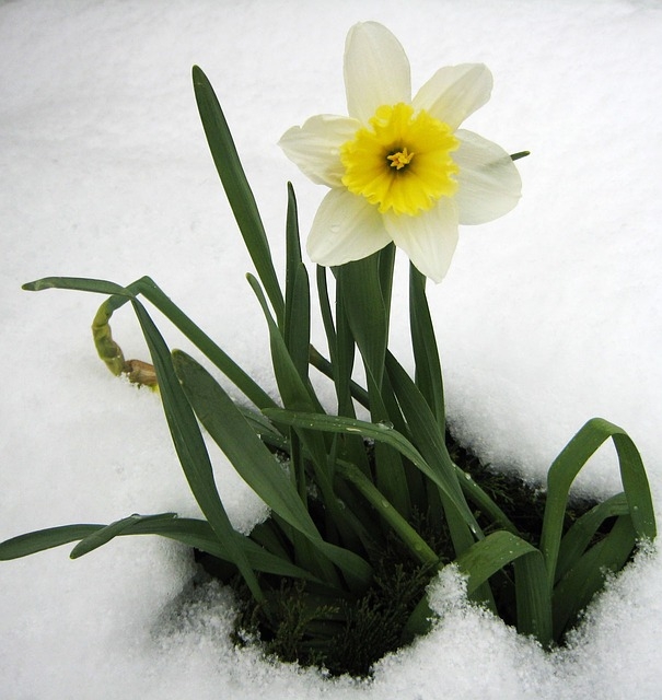 daffodil-13371_640