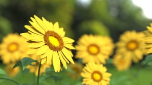 sunflower-1421011_1280