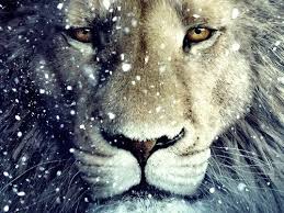 snowy-lion