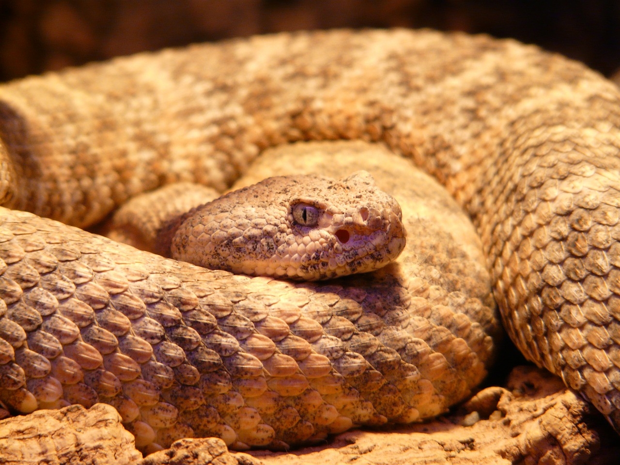 spotted-rattlesnake-54003_1280