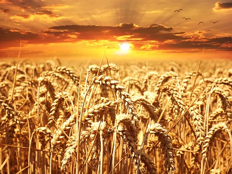 wheat-field-640960__340